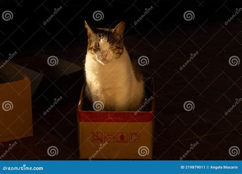 A Cute Cat Sitting Inside a Cardboard Box. Stock Image - Image of carnivore, early: 219879011