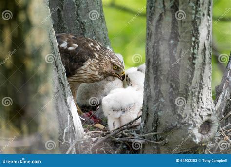 Cooper-s Hawk Feeding Chicks Stock Image - Image of stick, prey: 64932203