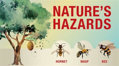 Nature’s hazards: Bees, wasps, and hornets > Air Force Materiel Command ...