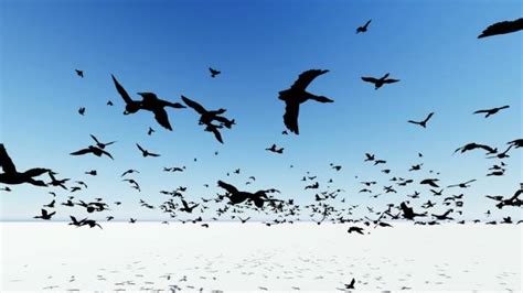 Crow Fly Distance Stock Photos, Pictures & Royalty-Free Images - iStock