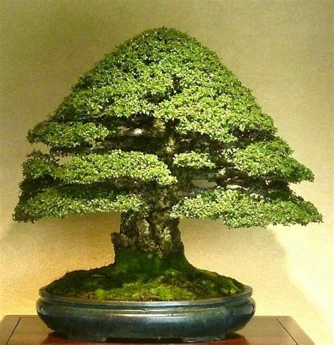 Bonsai Art, Bonsai Plants, Bonsai Garden, Carnivorous Plants, Chinese Elm Bonsai, Bonzai Tree ...