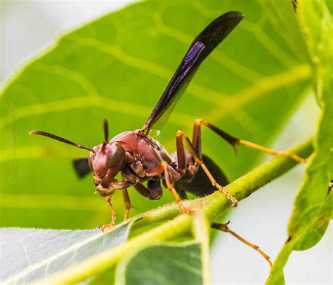 wasp - Polistes metricus - BugGuide.Net