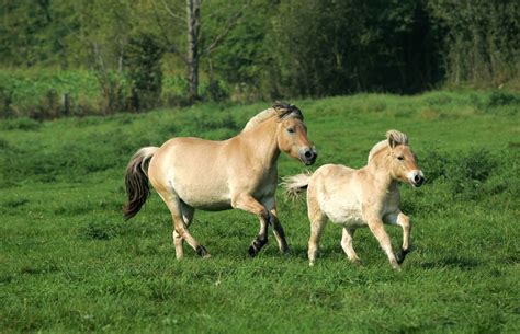 The Norwegian Fjord Horse - Life in Norway