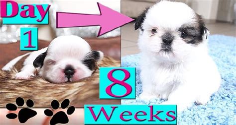 Shih Tzu Growth Stages During Their 8 Weeks - Shih Tzu Buzz