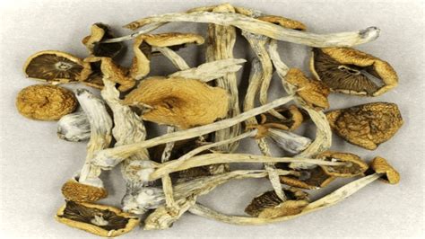 The Mazatapec Mushroom: An Ancient Psilocybe Cubensis | TOPTHENEWS