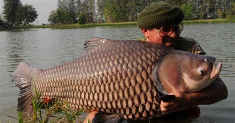 Big Fishes of the World: GIANT SIAMESE BARB CARP page 2