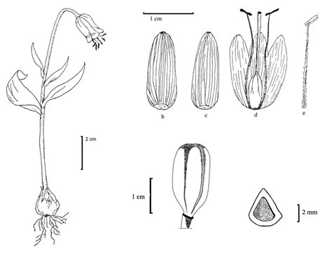 a. habit b. outher tepal c. inner tepal d. flower dissected, e. stamen ...