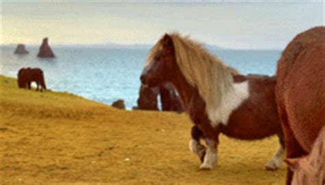 shetland pony on Tumblr