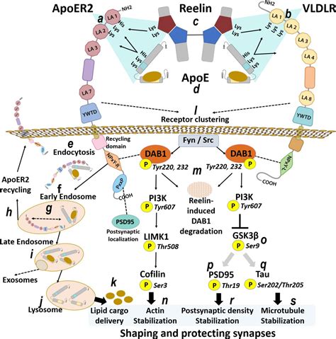 Lipid peroxidation and pathological disruption of the ApoE/Reelin ...