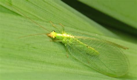 Flickr a Day 76: ‘Common Green Lacewing’ – 5 Minutes with Joe