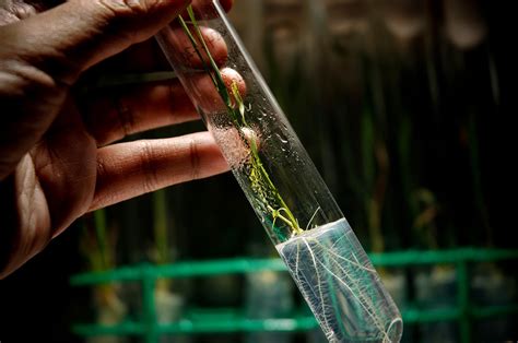 A Rice Plant being Propagated using Tissue Culture | Flickr