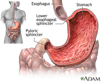 Stomach: MedlinePlus Medical Encyclopedia Image