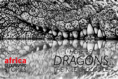 HERE BE DRAGONS - The Nile crocodile - Africa Geographic