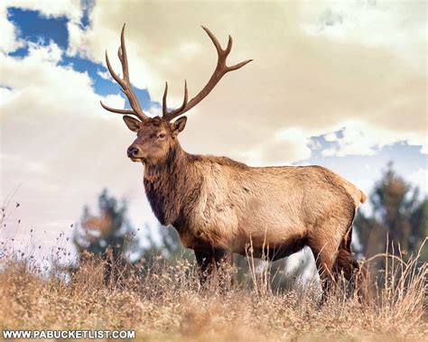 50 Best Pennsylvania Elk Photos - PA Bucket List