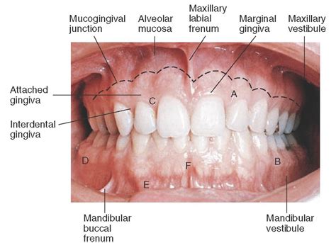 Orofacial Complex: Form and Function (Dental Anatomy, Physiology and ...