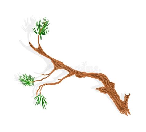 Pine Tree Branch Vector Without Gradients Stock Vector - Illustration of plant, evergreen: 40824506