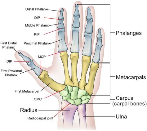 The bone structure of the human hand including the forearm and wrist 1... | Download Scientific ...