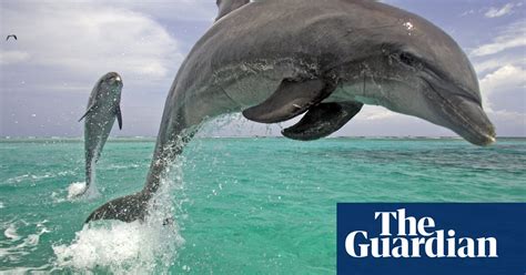 Together with porpoise: dolphins team up to end myth of human ...