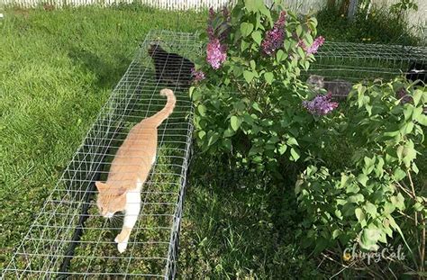 two cats in a fenced off area next to some bushes and flowers on the grass