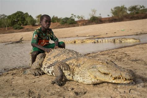 共に泳いだり背に乗ったり…ワニをあがめるブルキナファソの村 写真8枚 国際ニュース：AFPBB News