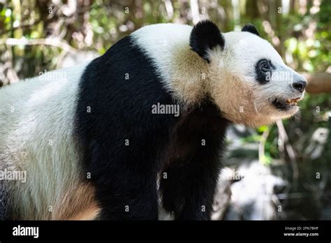 Zoo atlanta panda bear hi-res stock photography and images - Alamy