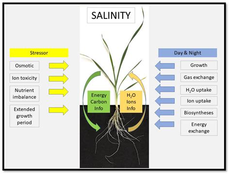 IJMS | Free Full-Text | Salt Stress—Regulation of Root Water Uptake in a Whole-Plant and Diurnal ...