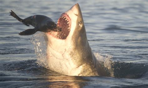 Great White Sharks Eating Seals