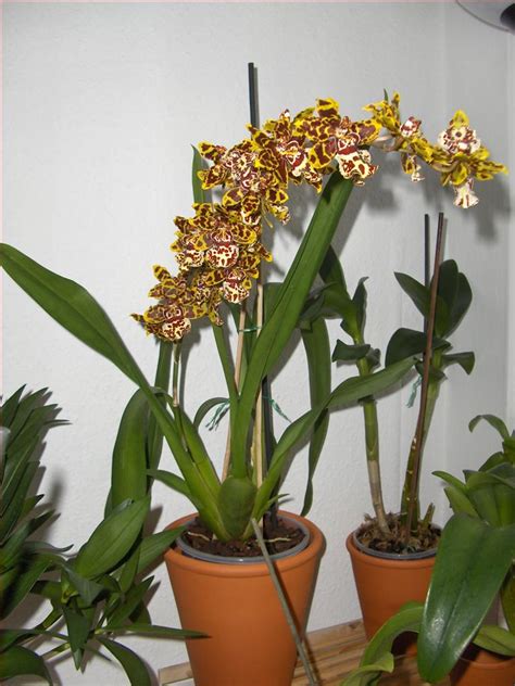 Orchids How To: Blooming of my Odontoglossum hybrid (Cambria)