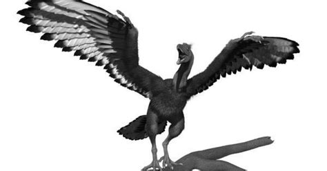 Powerful X-ray reveals archaeopteryx feather's hidden colors - Los ...