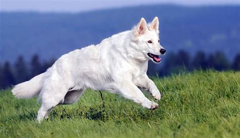 White Swiss Shepherd Dog | DinoAnimals.com