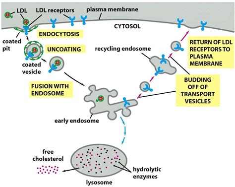 The receptor-mediated endocytosis of Low Density Lipoprotein (LDL) LDL... | Download Scientific ...