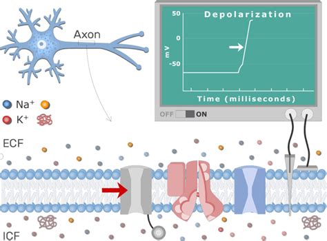 Depolarization - Definition and Examples - Biology Online Dictionary