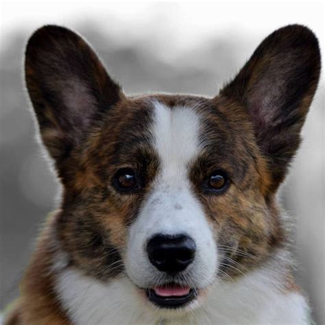 Colors of the Cardigan Welsh Corgi – The Cardigan Welsh Corgi Club of America