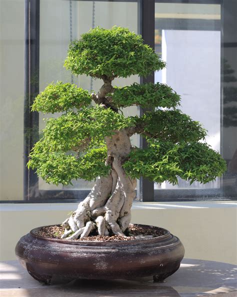 File:Water Jasmine bonsai 711, October 10, 2008.jpg - Wikipedia