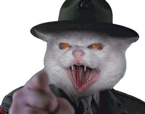 Angry Cat Meme Drill Sergeant Sticker - Angry cat meme Angry cat Cat - Discover & Share GIFs