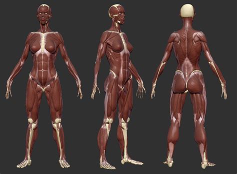 3d Anatomy, Human Anatomy, Anatomy Models, Human Reference, Anatomy ...