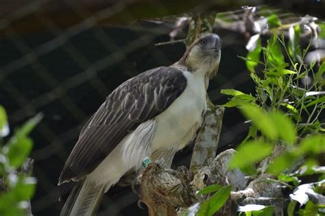 Philippine Eagle Fun Facts: 12 Things to Know About the Largest Eagle