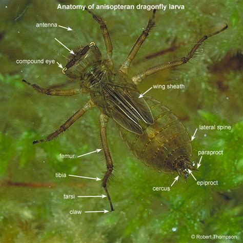 Dragonfly Anatomy - dragonfly larva