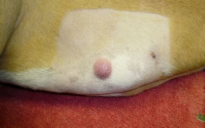 What Does A Cancer Lump Look Like On A Dog