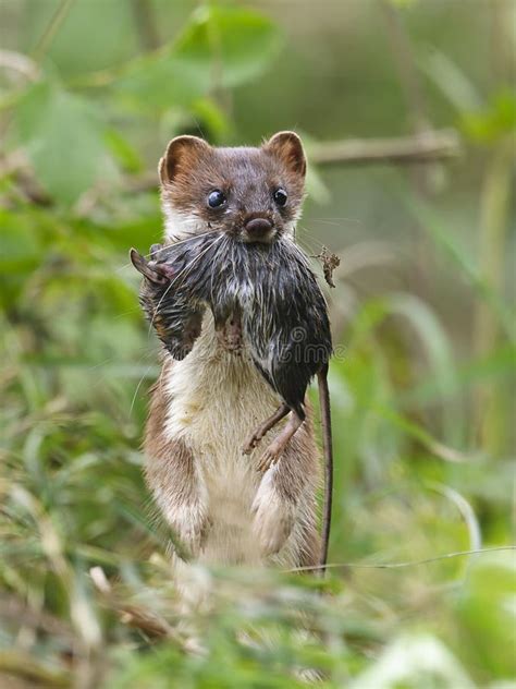 Stoat standing stock image. Image of erminea, nature - 21759943