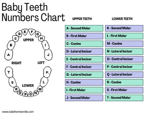 Primary Tooth Chart Letters | Portal.posgradount.edu.pe