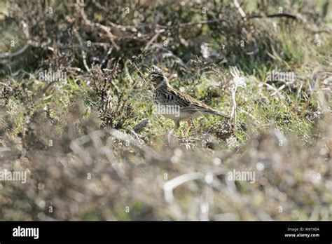 Woodlark Lullula arborea with nesting material New Forest National Park Hampshire England UK ...