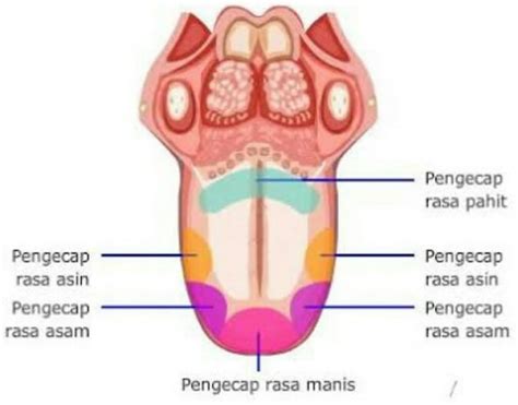 Ujung Lidah Peka Terhadap Rasa