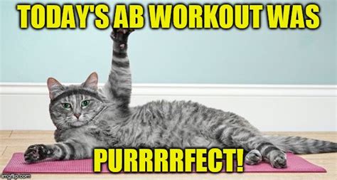 Cat Exercise Meme – Online degrees