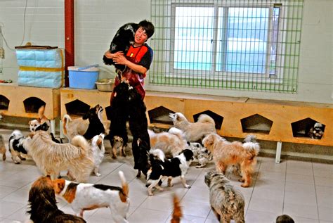 Soldiers, Family members sought as animal shelter volunteers | Article | The United States Army