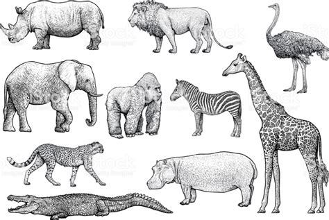 African animals illustration, drawing, engraving, ink, line art, vector ...