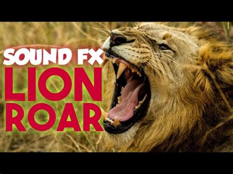 LION ROAR sound effects | All About sOunds - YouTube