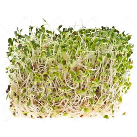 Alfalfa Sprouts