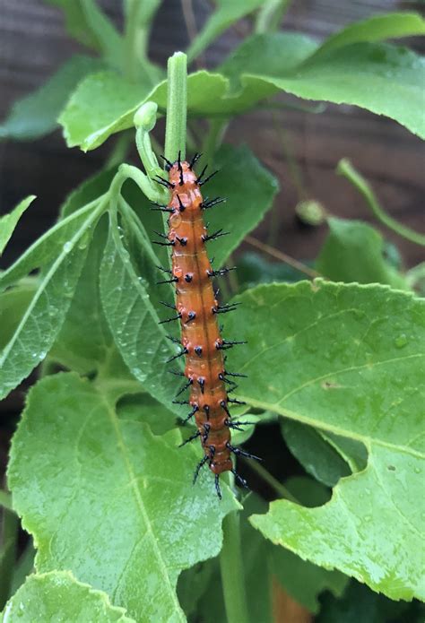 Gulf fritillary, south Florida : r/caterpillars