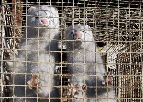 Mink on Dutch Fur Farms Test Positive for Covid-19 - Fashionista